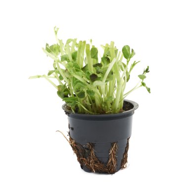 Fesleğen bitki izole bir tencerede