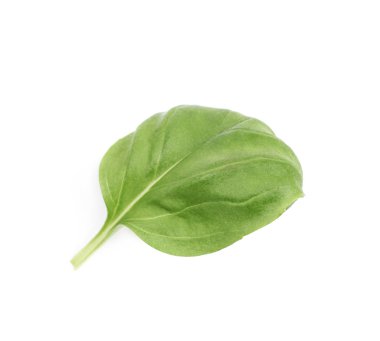 İzole taze fesleğen yaprağı