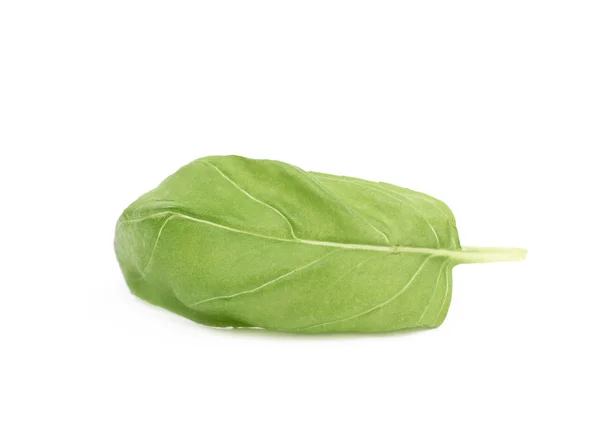 Fresh basil leaf isolated — Stock Photo, Image