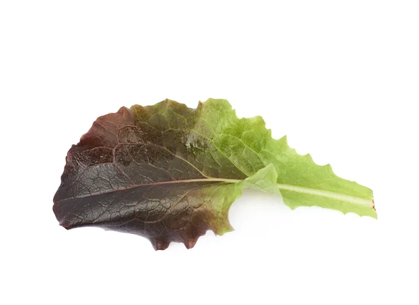 Folha de salada fresca isolada — Fotografia de Stock