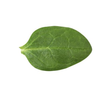 Taze salata yaprağı izole