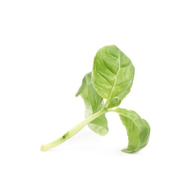 İzole taze fesleğen yaprağı