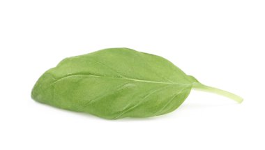 İzole taze fesleğen yaprağı