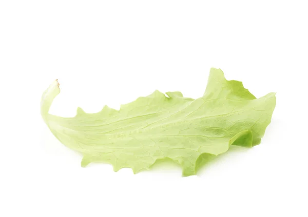 Frisse salade blad geïsoleerd — Stockfoto