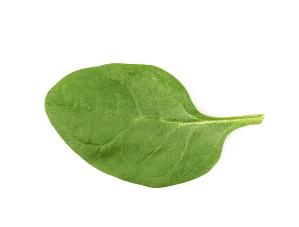Čerstvý salát listový, samostatný — Stock fotografie