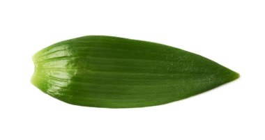 İzole tek yeşil chrysanthemus yaprak