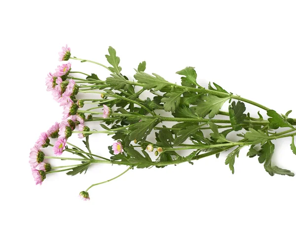 分離された菊の花束 — ストック写真