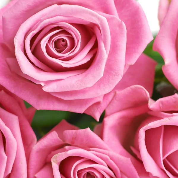 粉红色的玫瑰花蕾特写镜头 — 图库照片