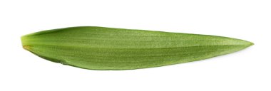 İzole tek yeşil chrysanthemus yaprak