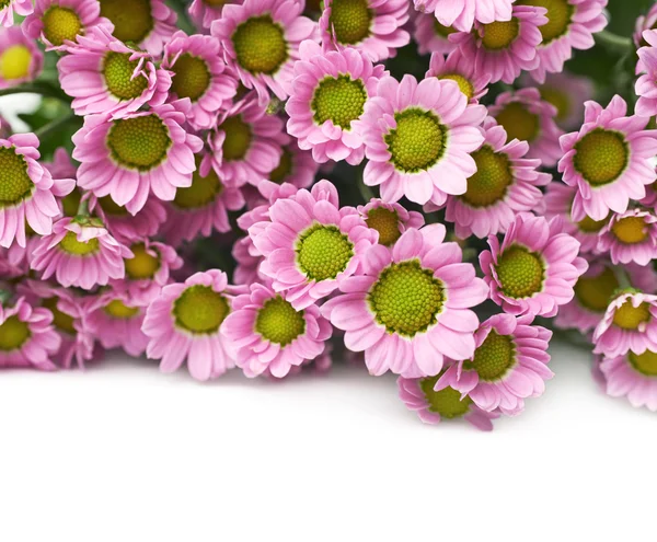 Múltiples flores de crisantemo rosa — Foto de Stock