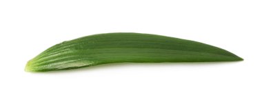 İzole tek yeşil chrysanthemus yaprak