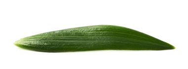 İzole tek yeşil chrysanthemus yaprak