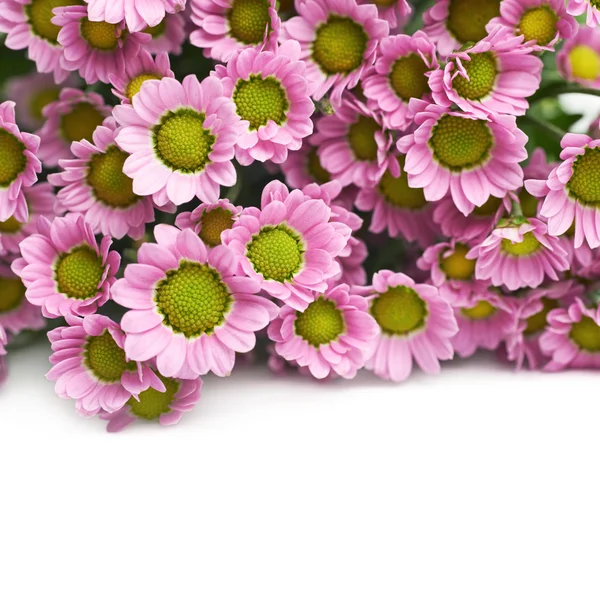 Múltiples flores de crisantemo rosa — Foto de Stock