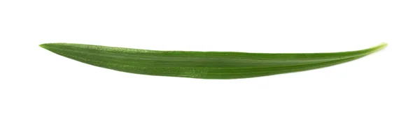 Folha de crisântemo verde isolada — Fotografia de Stock