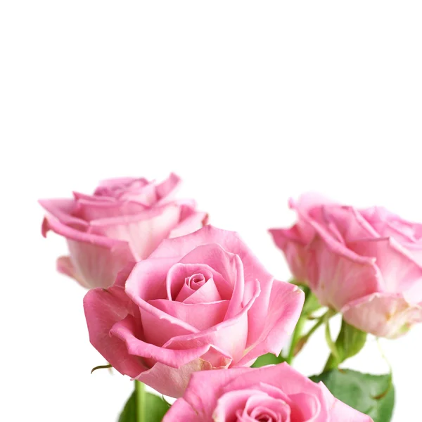 孤立的粉红玫瑰花束 — 图库照片