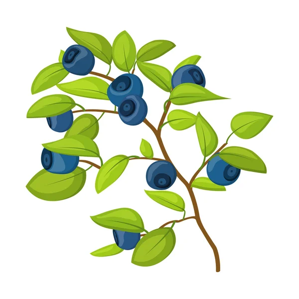 白を基調としたブルーベリーの枝 — ストックベクタ