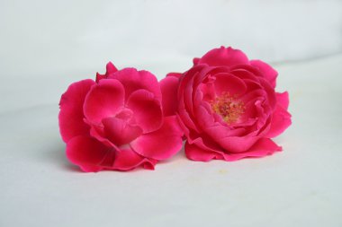 Beyaz arka plan üzerinde izole kırmızı gül çiçek çiçeklenme