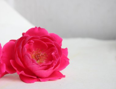 kırmızı gül Hint çiçek çiçeklenme