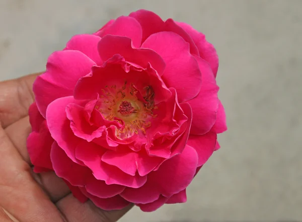 Détail indien rose rouge fleur — Photo