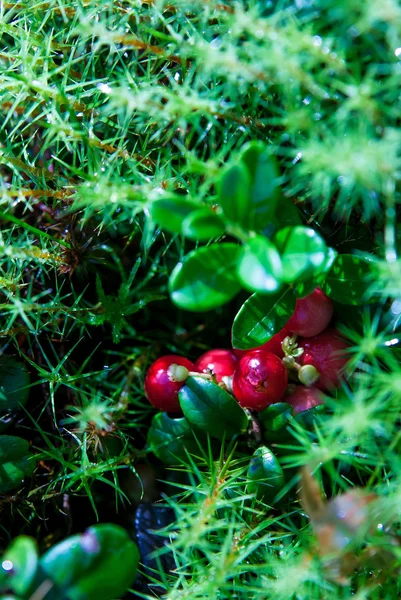 Cranberry — Stockfoto