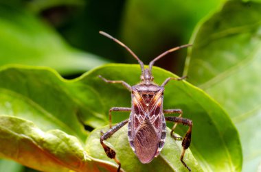 Batı kozalaklı tohum böceği (Leptoglossus occidentalis)