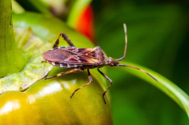 Batı kozalaklı tohum böceği (Leptoglossus occidentalis)