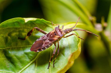 Batı kozalaklı tohum böceği (Leptoglossus occidentalis)