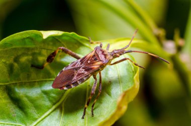 The western conifer seed bug (Leptoglossus occidentalis) clipart