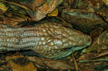 Tiliqua scincoides (yaygın mavi dilli cilt, mavi dilli kertenkele, yaygın bluetdil)