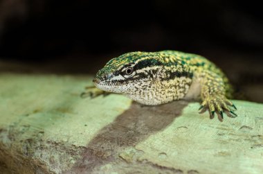 Dikenli monitör (Varanus acanthurus), ayrıca sırt kuyruklu monitör veya Ackie 'nin cüce monitörü olarak da bilinir.