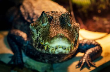 Gözlüklü kayman (Caiman crocodilus), beyaz kayman olarak da bilinir..