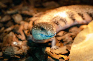 Tiliqua scincoides (yaygın mavi dilli cilt, mavi dilli kertenkele, yaygın bluetdil)