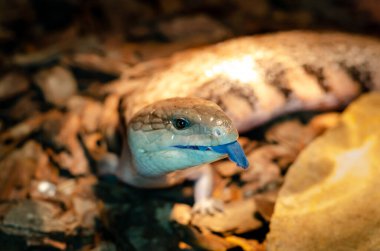 Tiliqua scincoides (yaygın mavi dilli cilt, mavi dilli kertenkele, yaygın bluetdil)