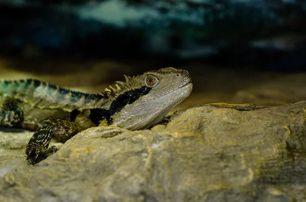 Der Australische Wasserdrache Intellagama Lesueurii — Stockfoto