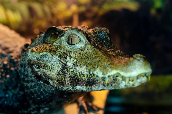 Okázalý Caiman Caiman Crocodilus Také Známý Jako Bílý Caiman Obyčejný — Stock fotografie