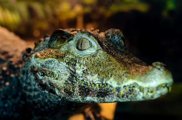 Okázalý Caiman Caiman Crocodilus Také Známý Jako Bílý Caiman Obyčejný — Stock fotografie