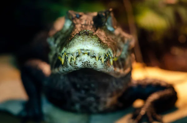 카이만 Caiman Crocdilus 으로도 알려진 안경을 카이만 Caiman Crocdilus — 스톡 사진