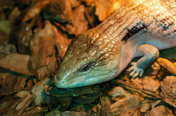 Tiliqua scincoides (common blue-tongued skink, blue-tongued lizard, common bluetongue)