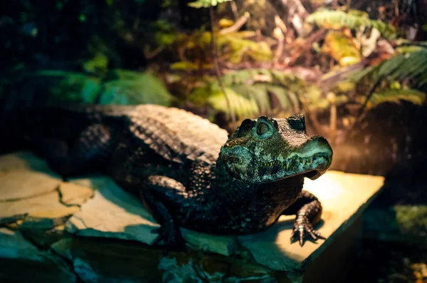 Okázalý Caiman Caiman Crocodilus Také Známý Jako Bílý Caiman Obyčejný — Stock fotografie