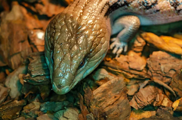 Tiliqua scincoides (common blue-tongued skink, blue-tongued lizard, common bluetongue)