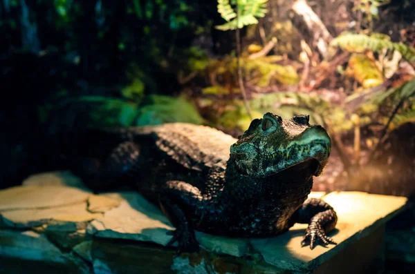 Okázalý Caiman Caiman Crocodilus Také Známý Jako Bílý Caiman Obyčejný — Stock fotografie