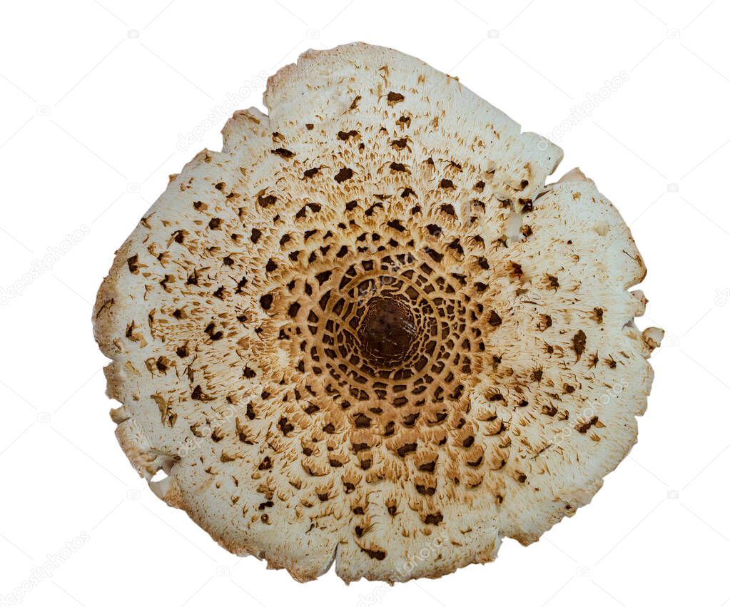 Macrolepiota procera, the parasol mushroom.