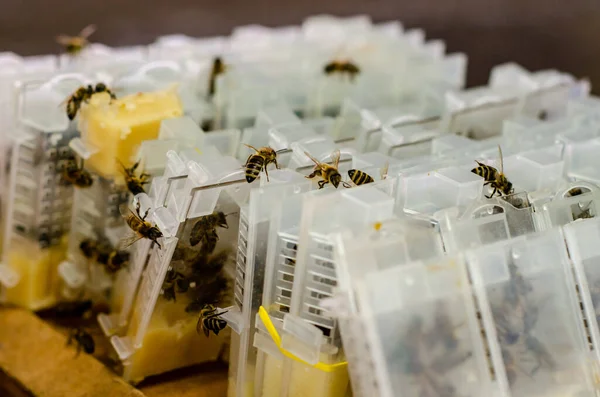 Verpackte Bienen Honigbienenköniginnen Zum Verkauf — Stockfoto