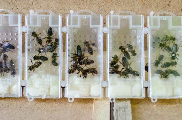 Paketlenmiş Arılar Satılık Bal Arıları — Stok fotoğraf
