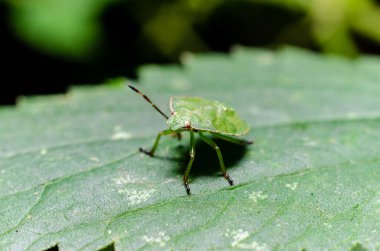 Yeşil kalkan böceği, sahne perisi (Palomena prasina)