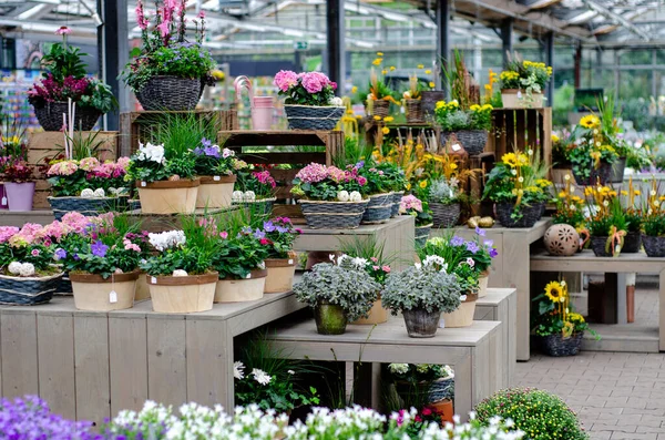 Vue Des Plantes Des Fleurs Dans Magasin Fleurs — Photo