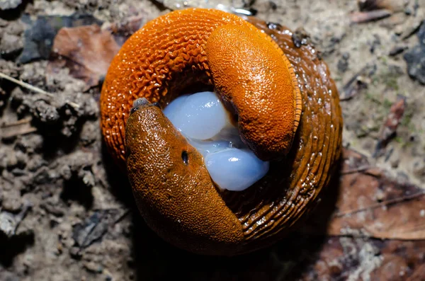 Red Slug Arion Rufus Copulation Red Slugs Reproduction — Stock Photo, Image