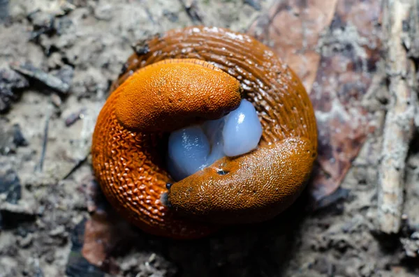 Red Slug Arion Rufus Copulation Red Slugs Reproduction — Stock Photo, Image