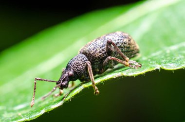 Kara sarmaşık buğday bitleri (