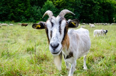Keçiler ve koyunlar aynı otlakta
